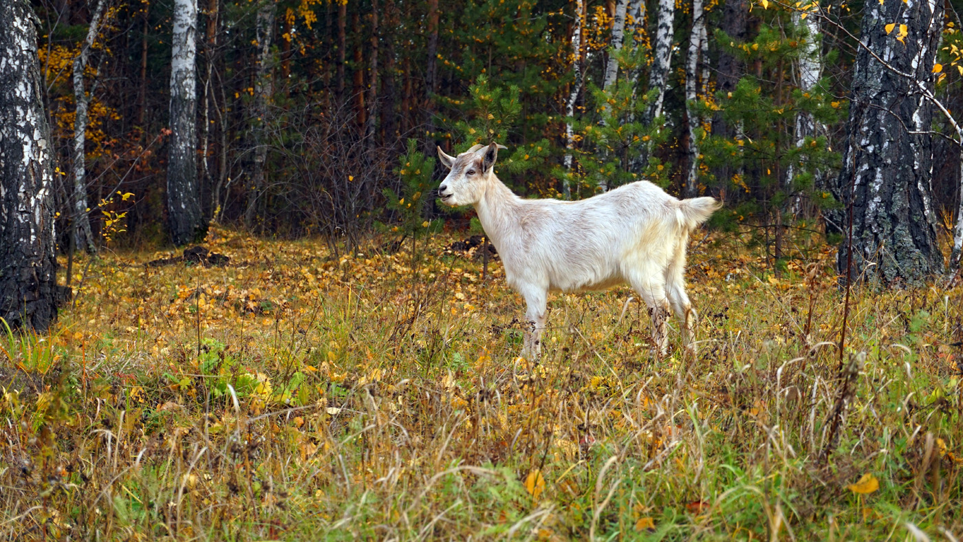 Случайная встреча