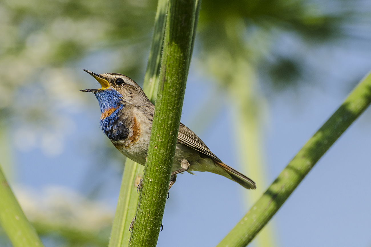 Шаляпин от природы