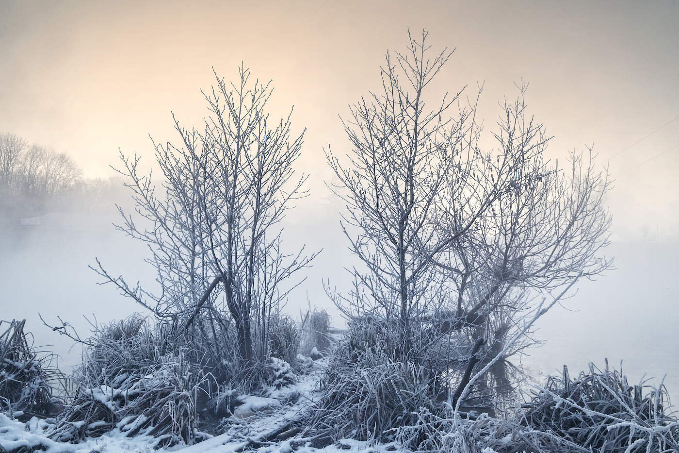 Кусты покрытые инеем