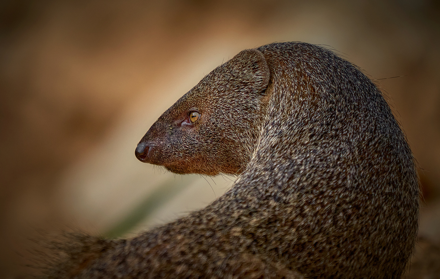 Fарао́нова кры́са