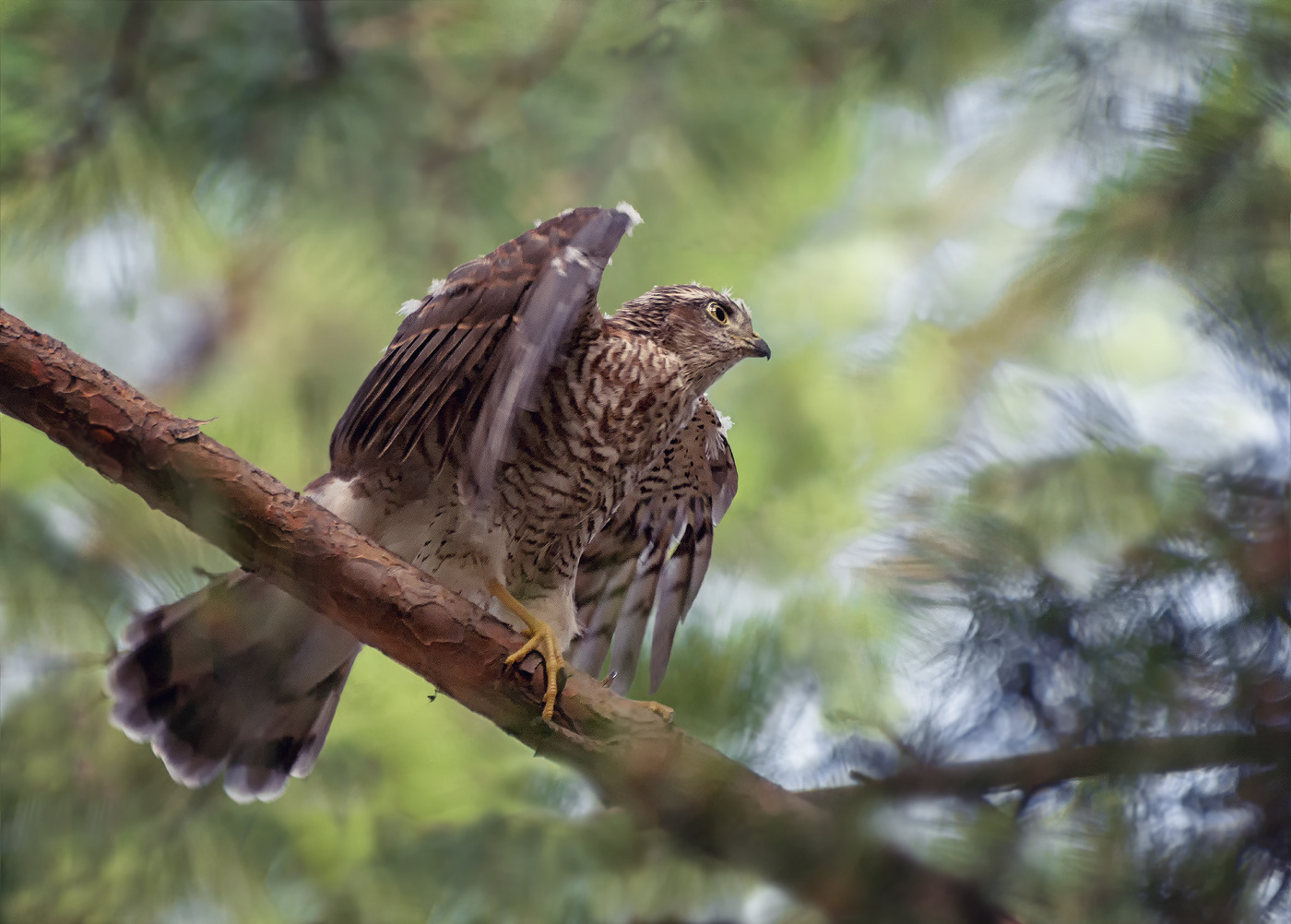 перепелятник..