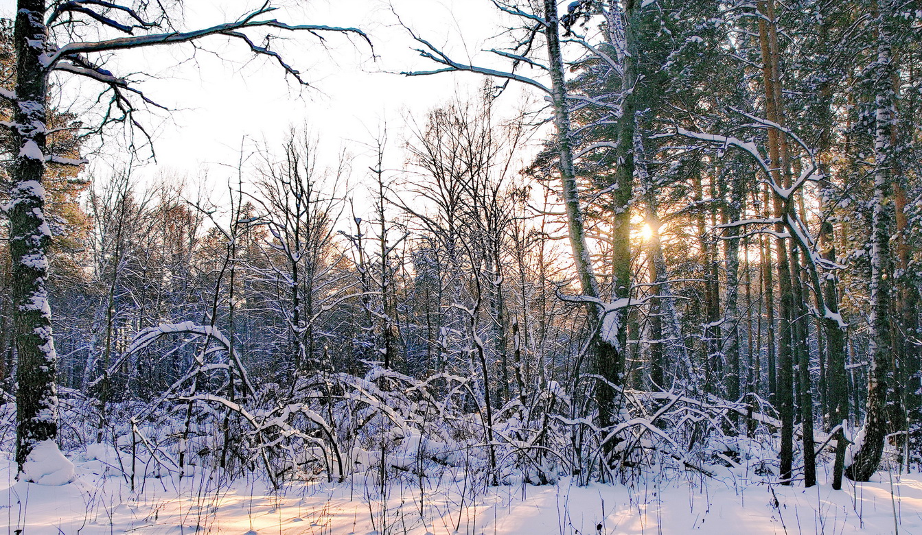 Морозным днём.