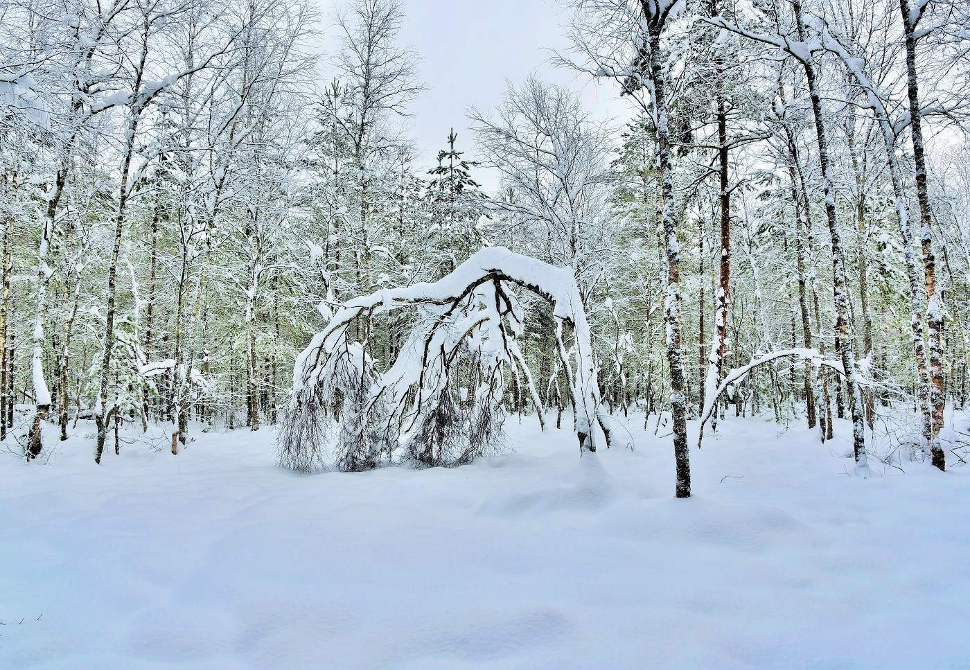 Зимняя элегия ...