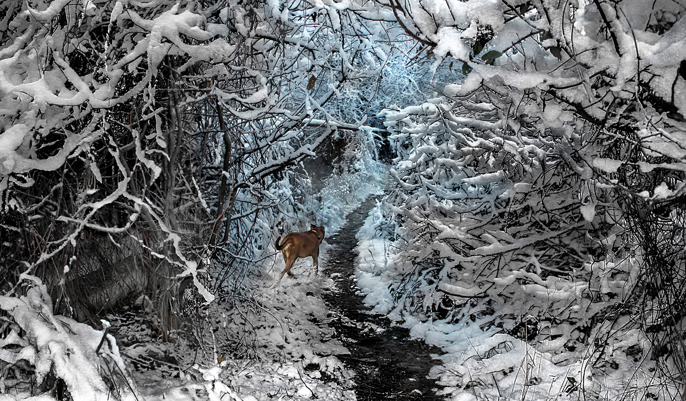 Тропинка в чащу