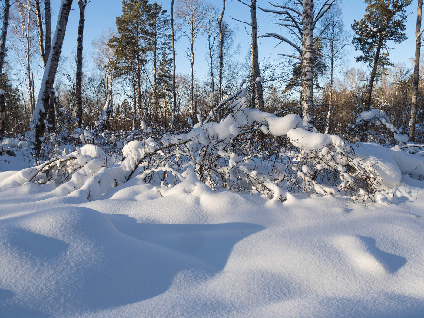 Мороз снежком укутывал