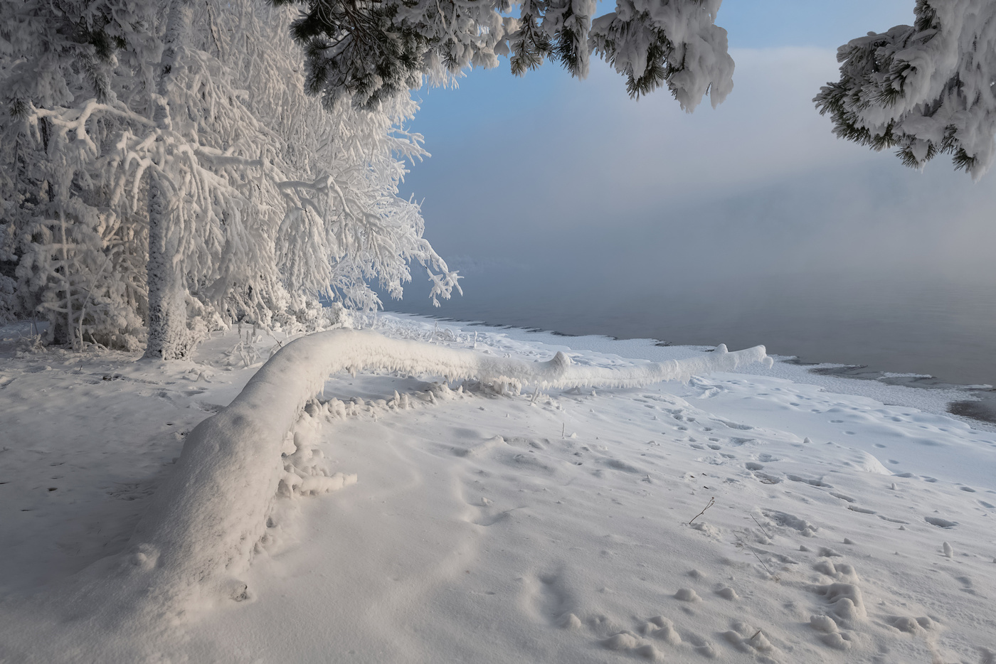 Старая береза