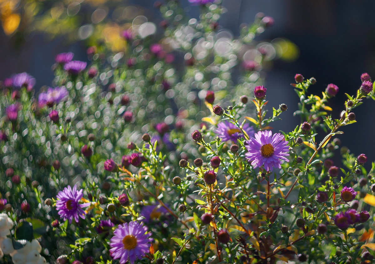 Яркий день осенний