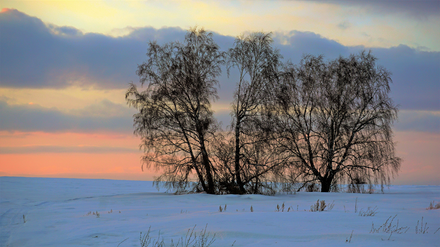 Берёзки полевые