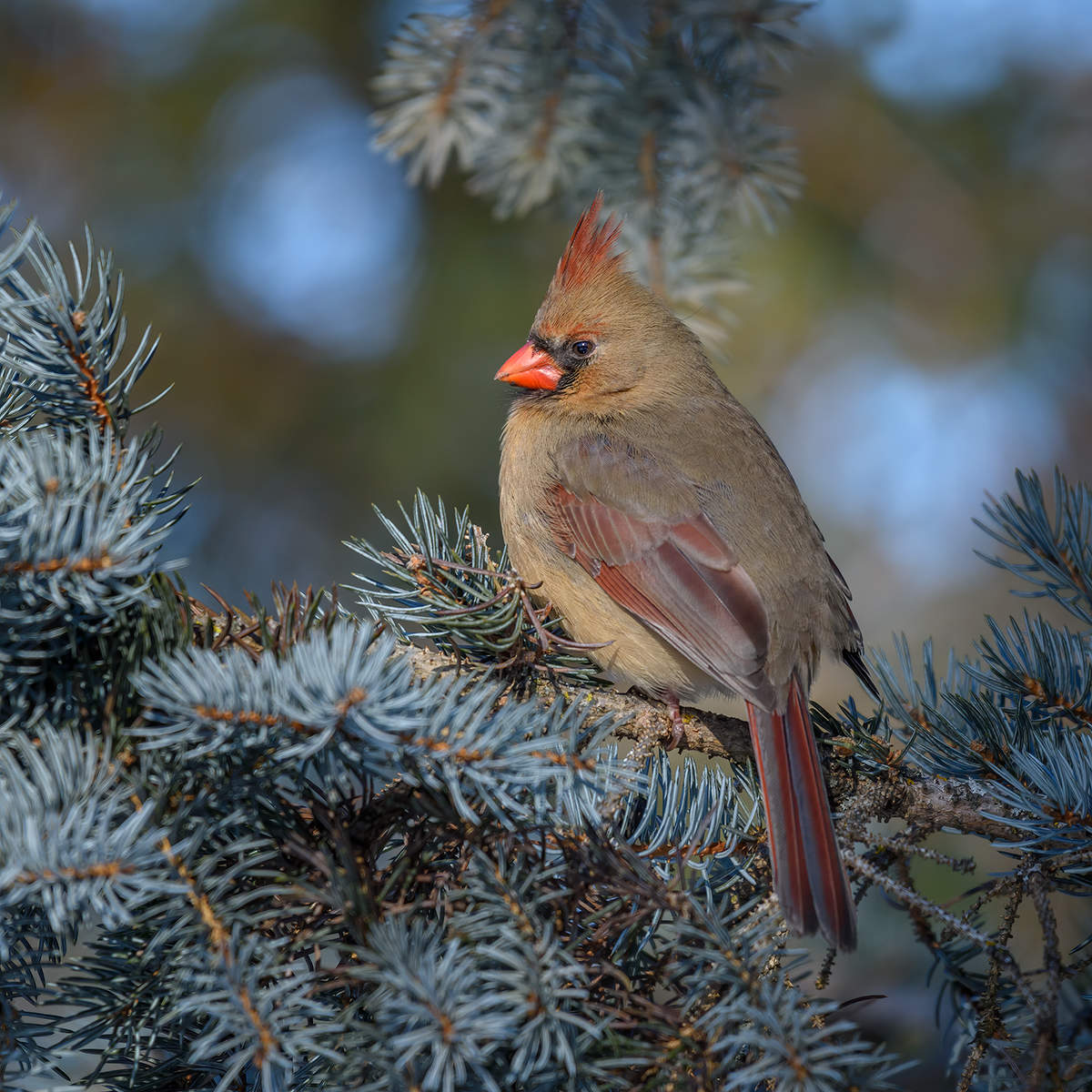 Northern cardinal (female)