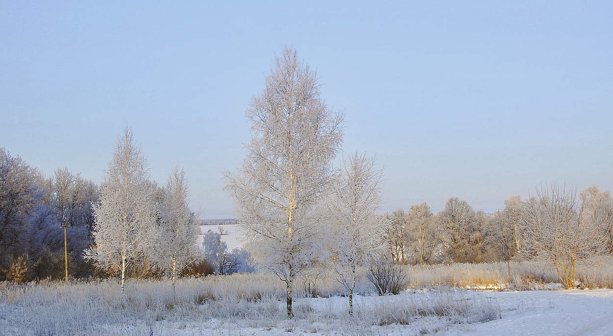 Природа одела деревья в праздничный наряд