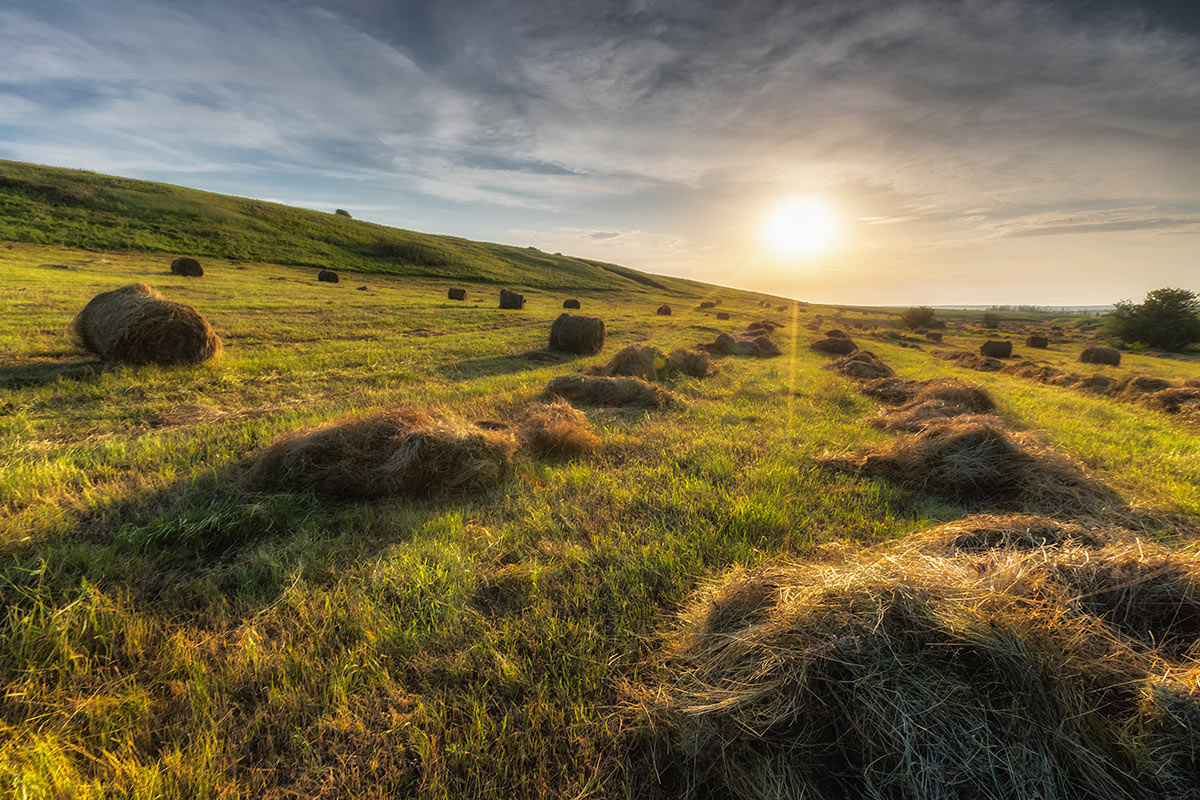 На сенокосе