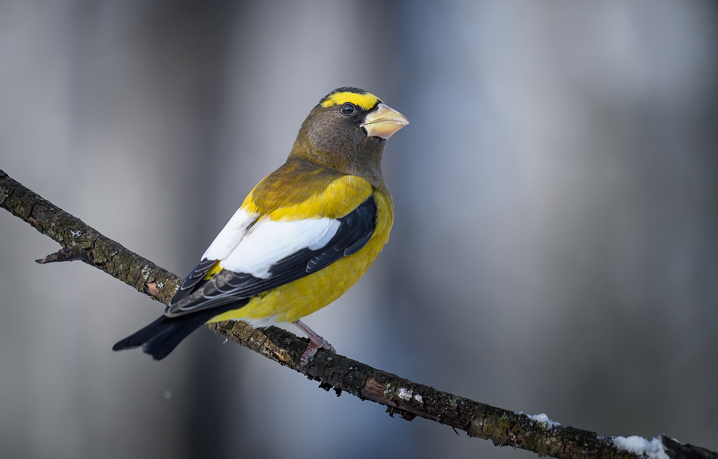Evening grosbeak (Male)