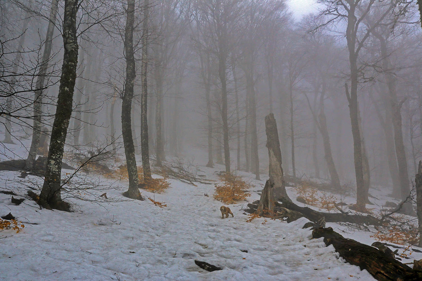 На зимних склонах Чатыр-Дага