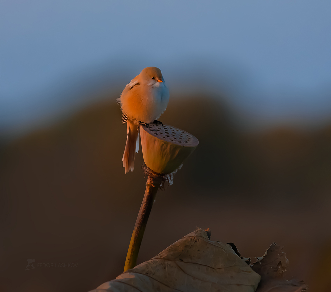 Красавица самка усатой синицы