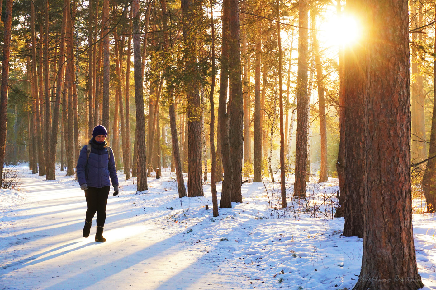 Среди сосен янтарных