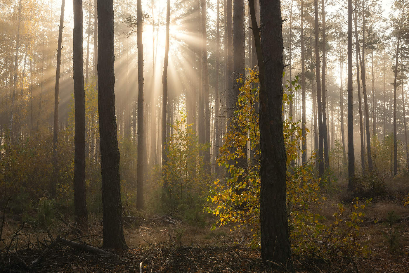 Свет в лесу