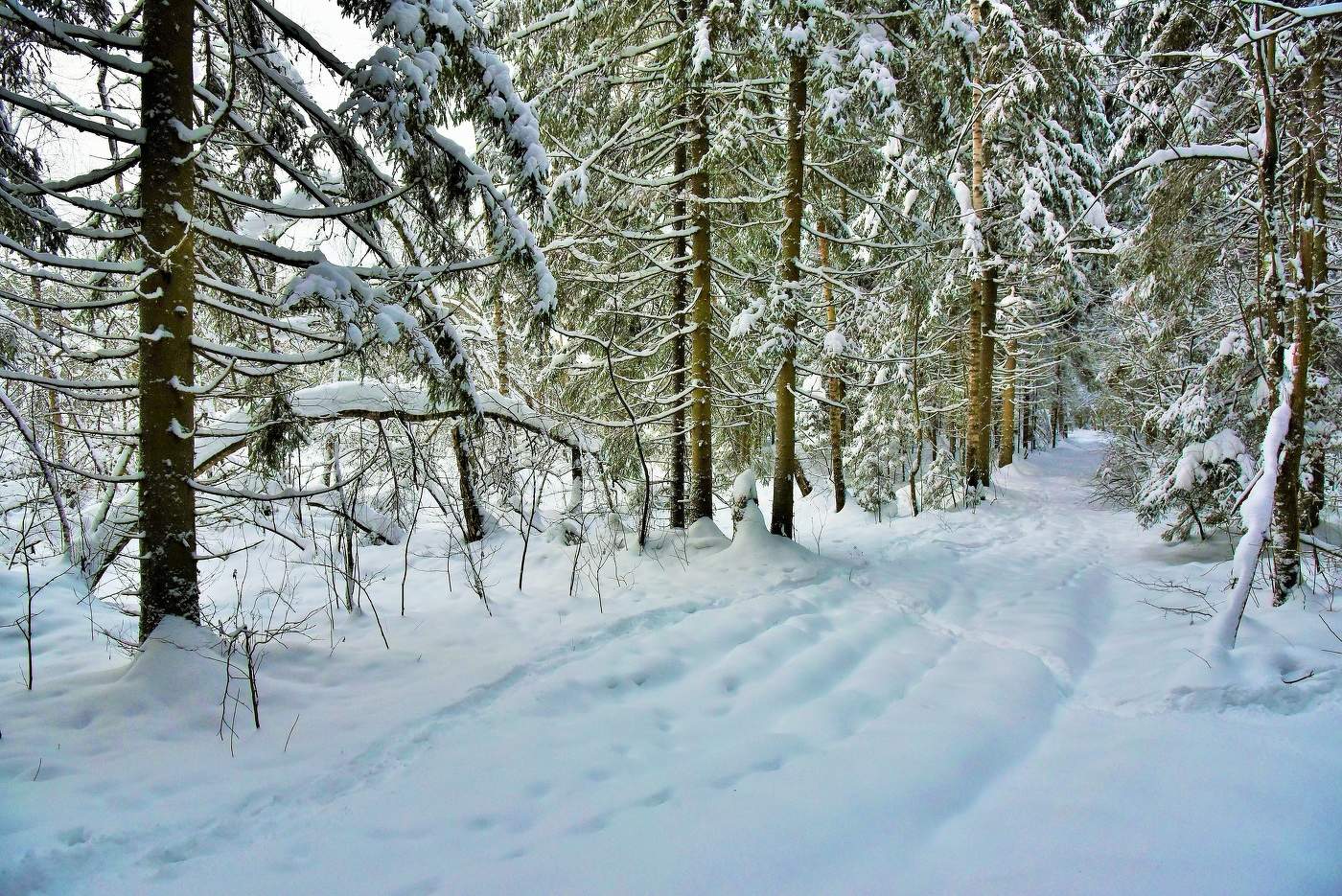 Зимний лес укутал ветки снегом ...