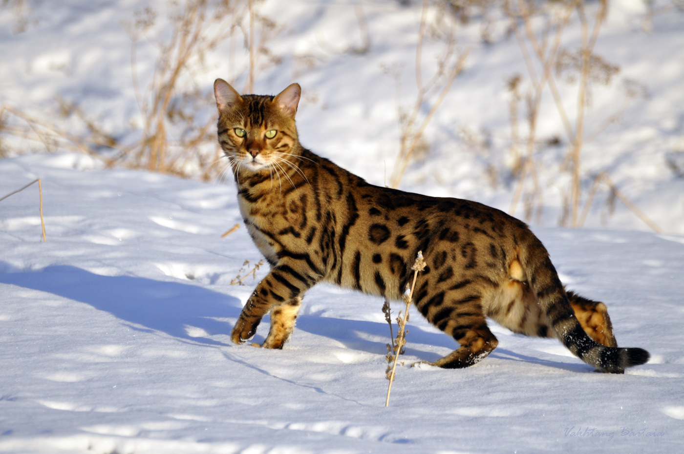 Миасский хищник