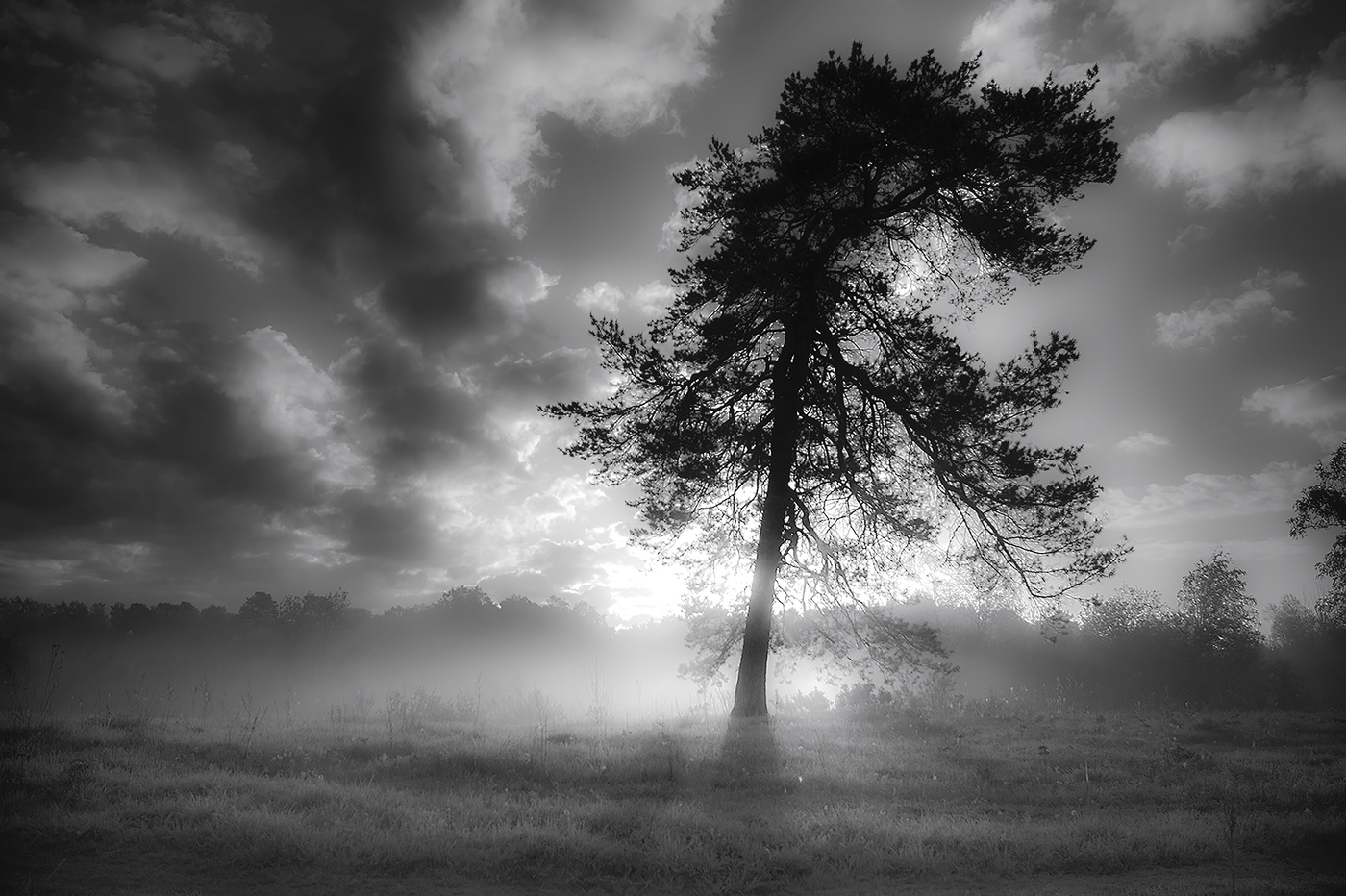 Одинокая сосна