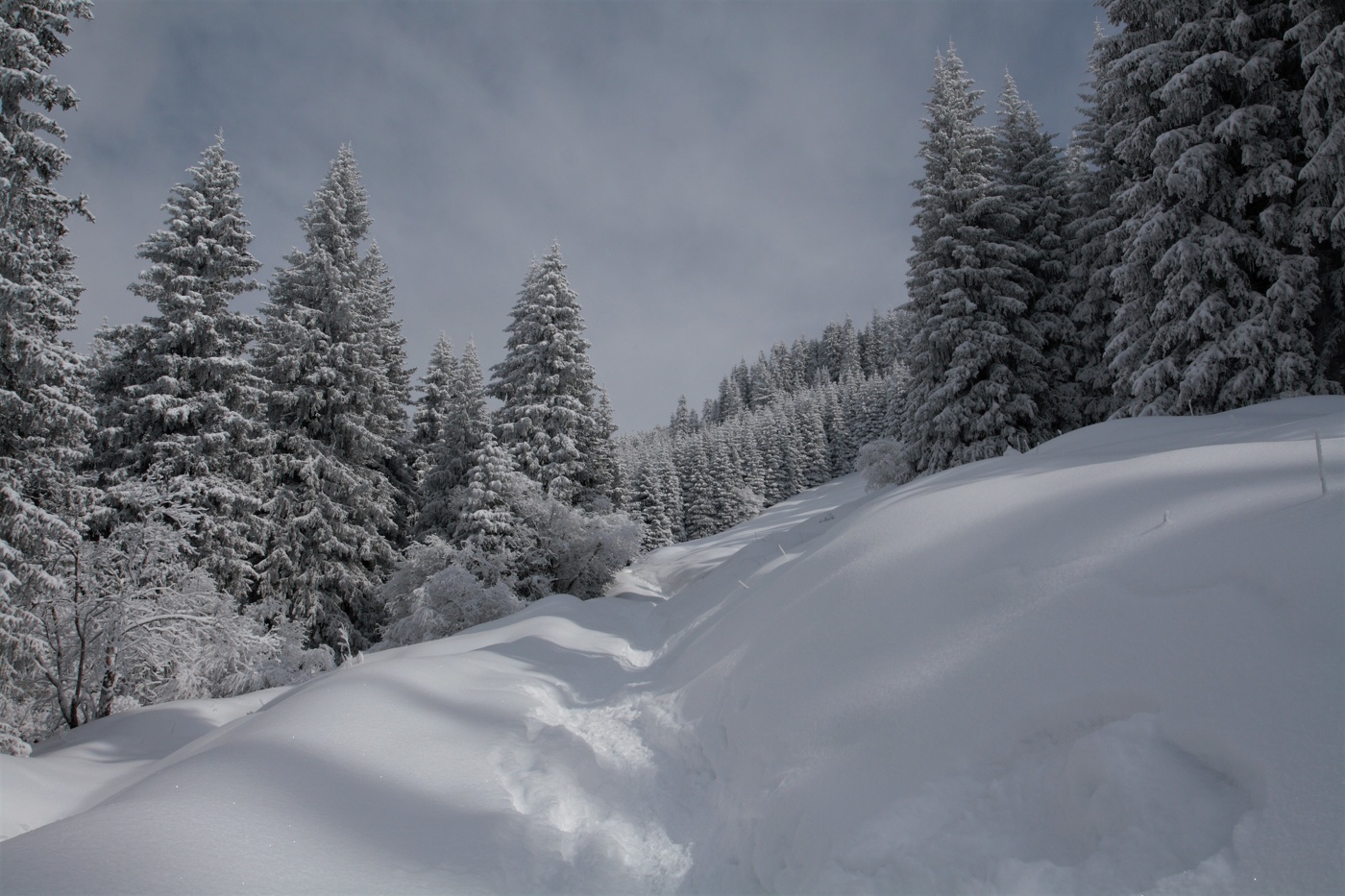 По свежему снегу