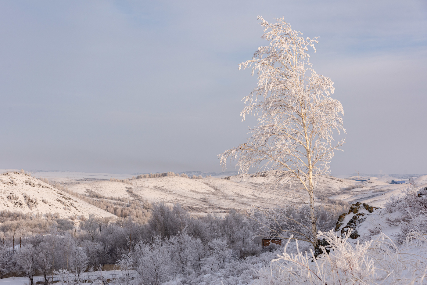 Белая береза