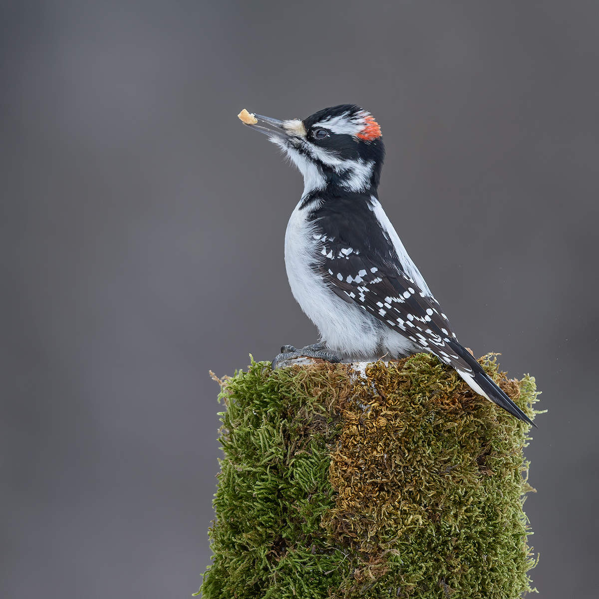 Hairy Woodpecker (male)