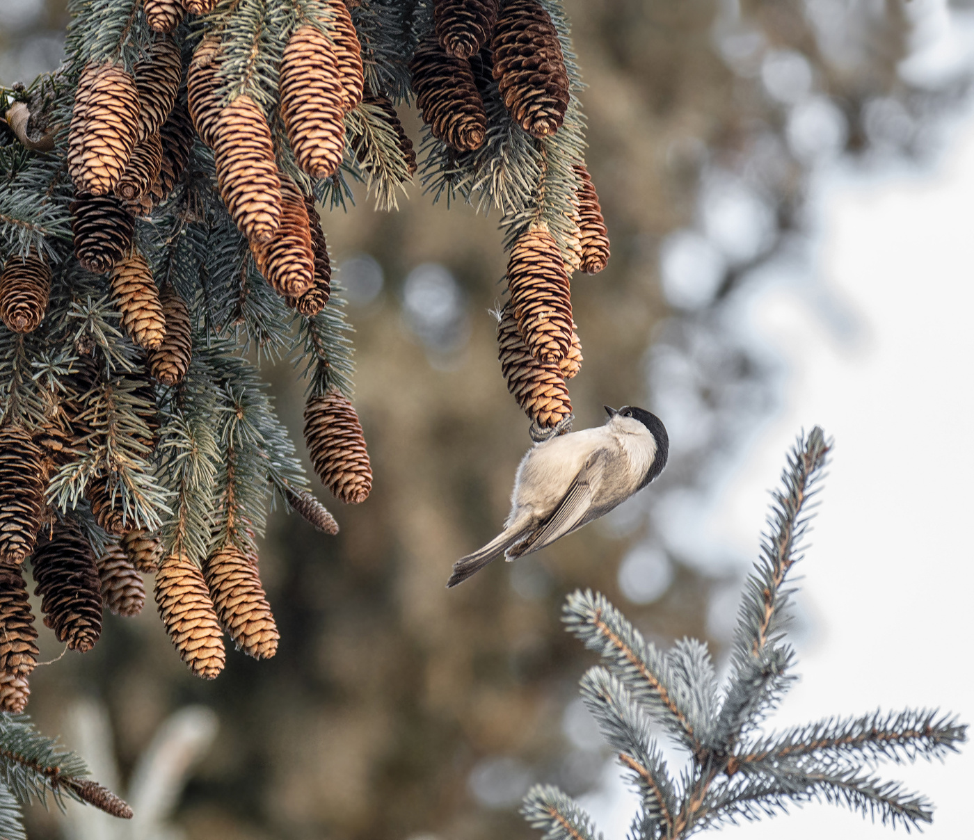 ёлочная игрушка