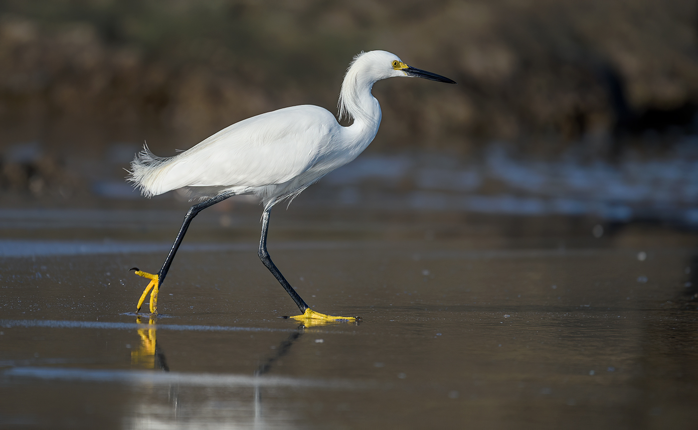 Snowy Egret