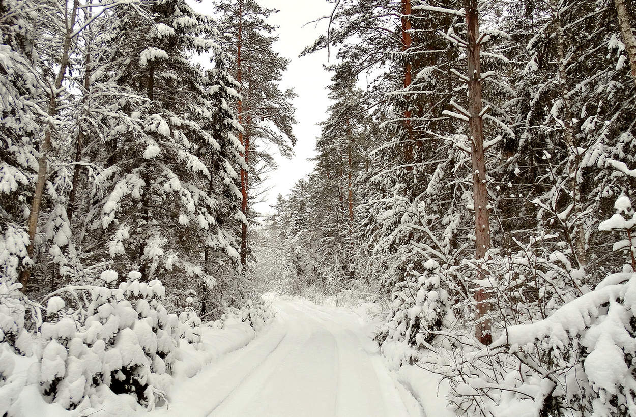 Во владения Деда Мороза