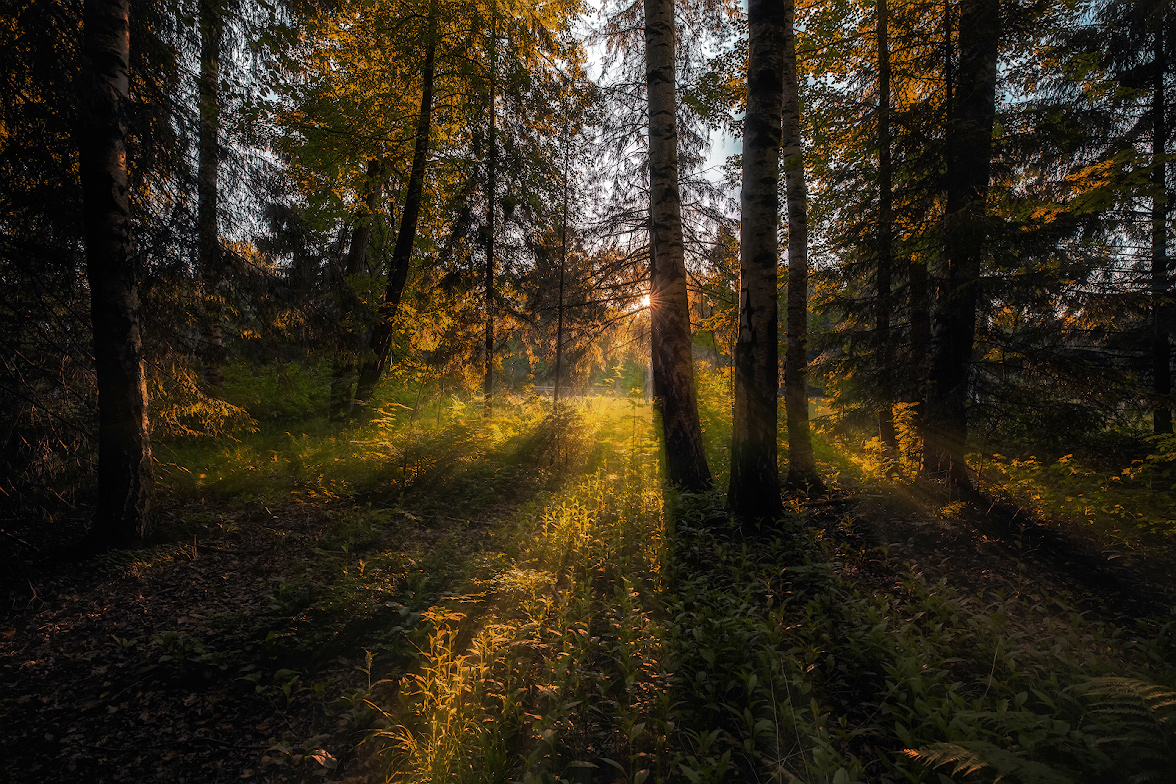 Im Wald in der Dämmerung