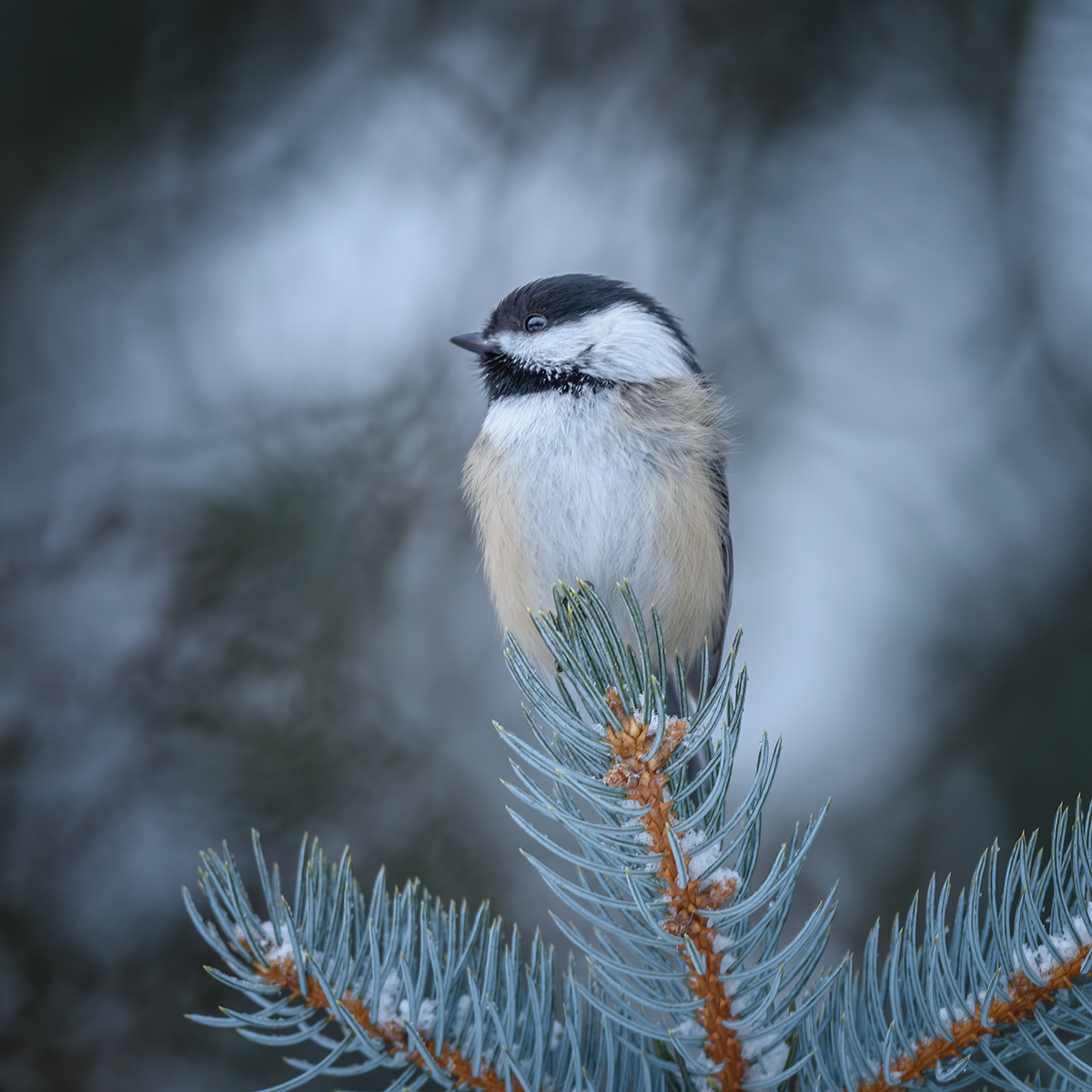 Черношапочная гаичка