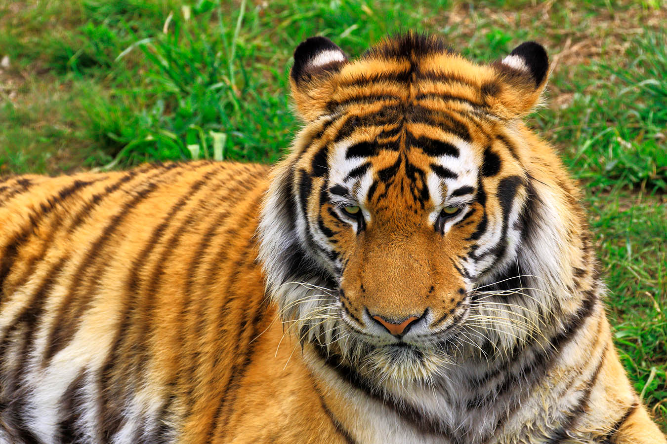 С Новым Годом!!