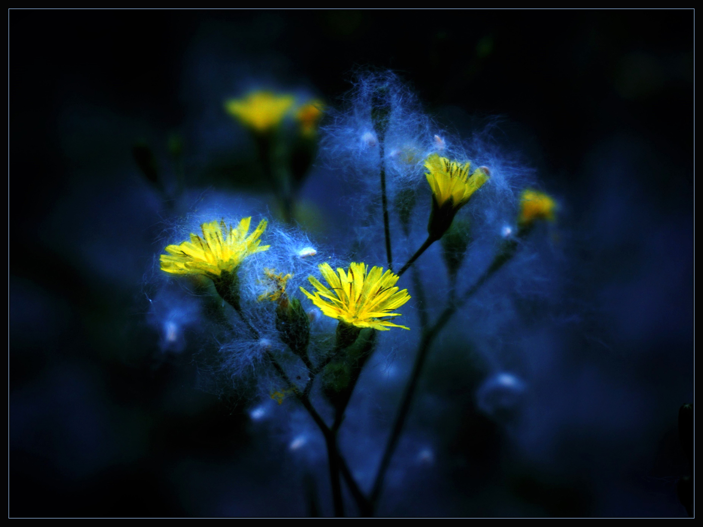 Когда летит пух тополиный