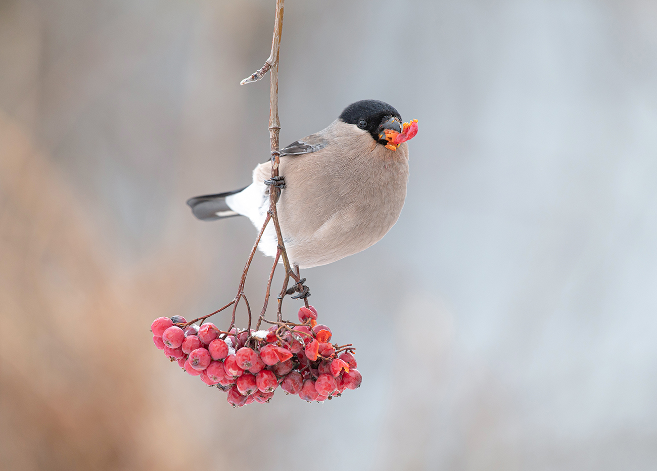 Рябиновый перекус