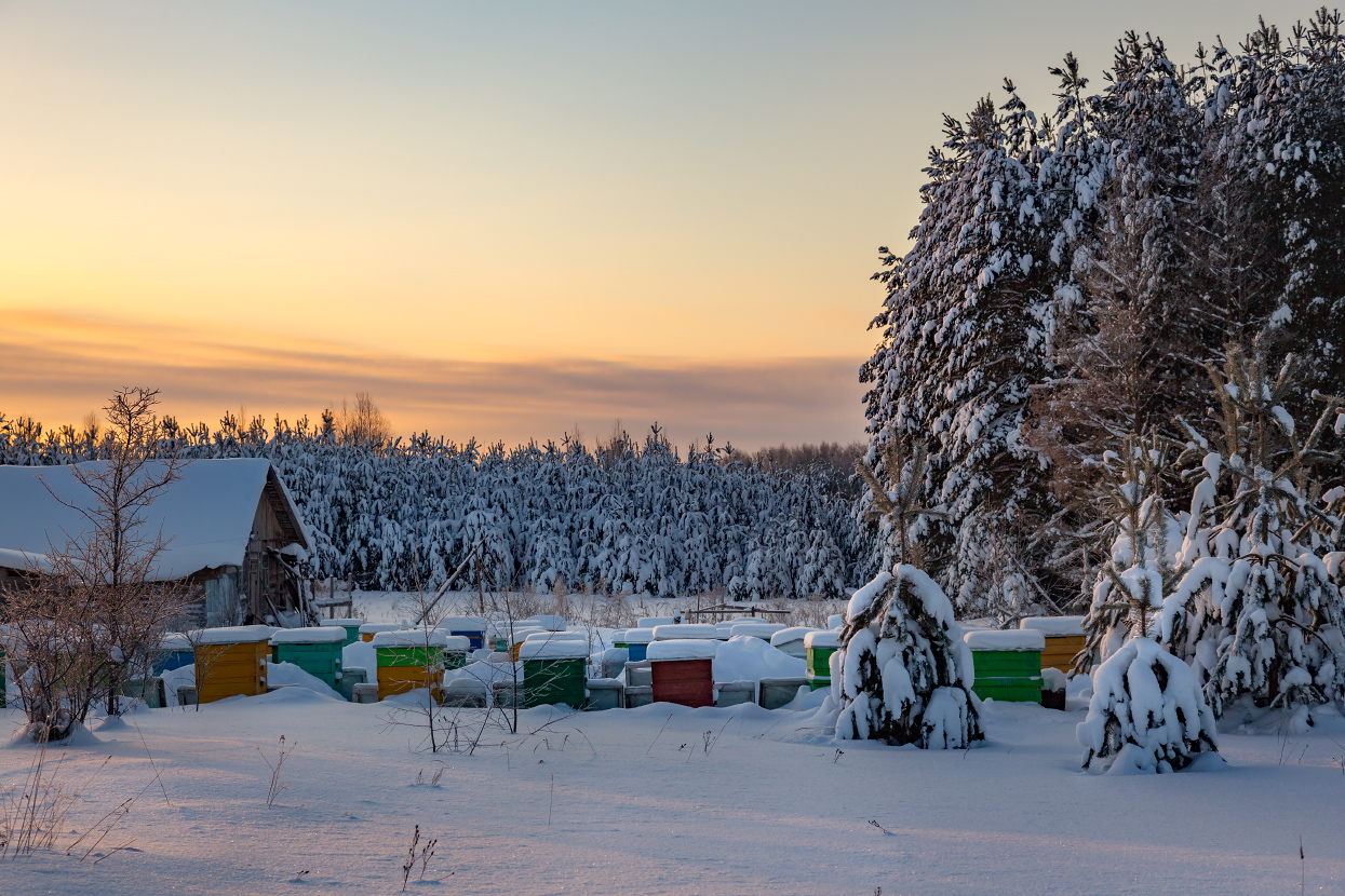 Морозное утро