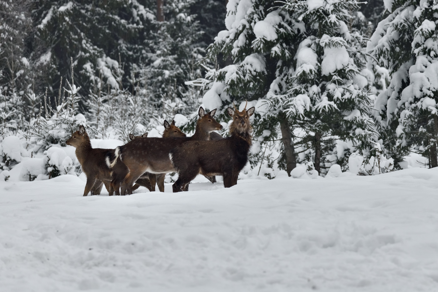 новогодняя тусовка