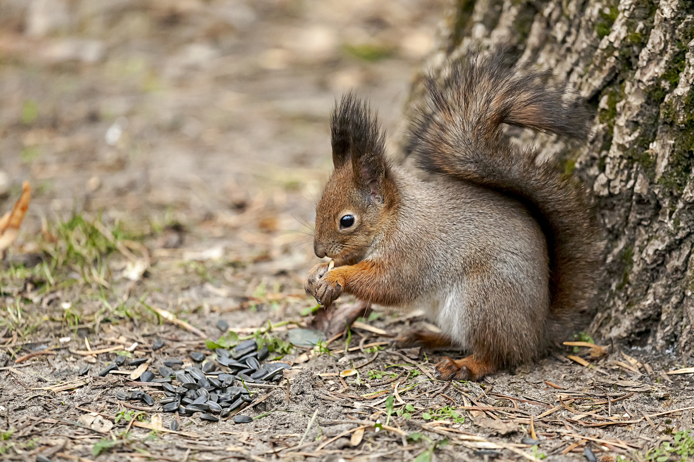 Лесная хозяйка