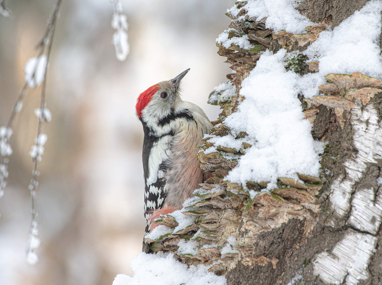 В зимнем лесу