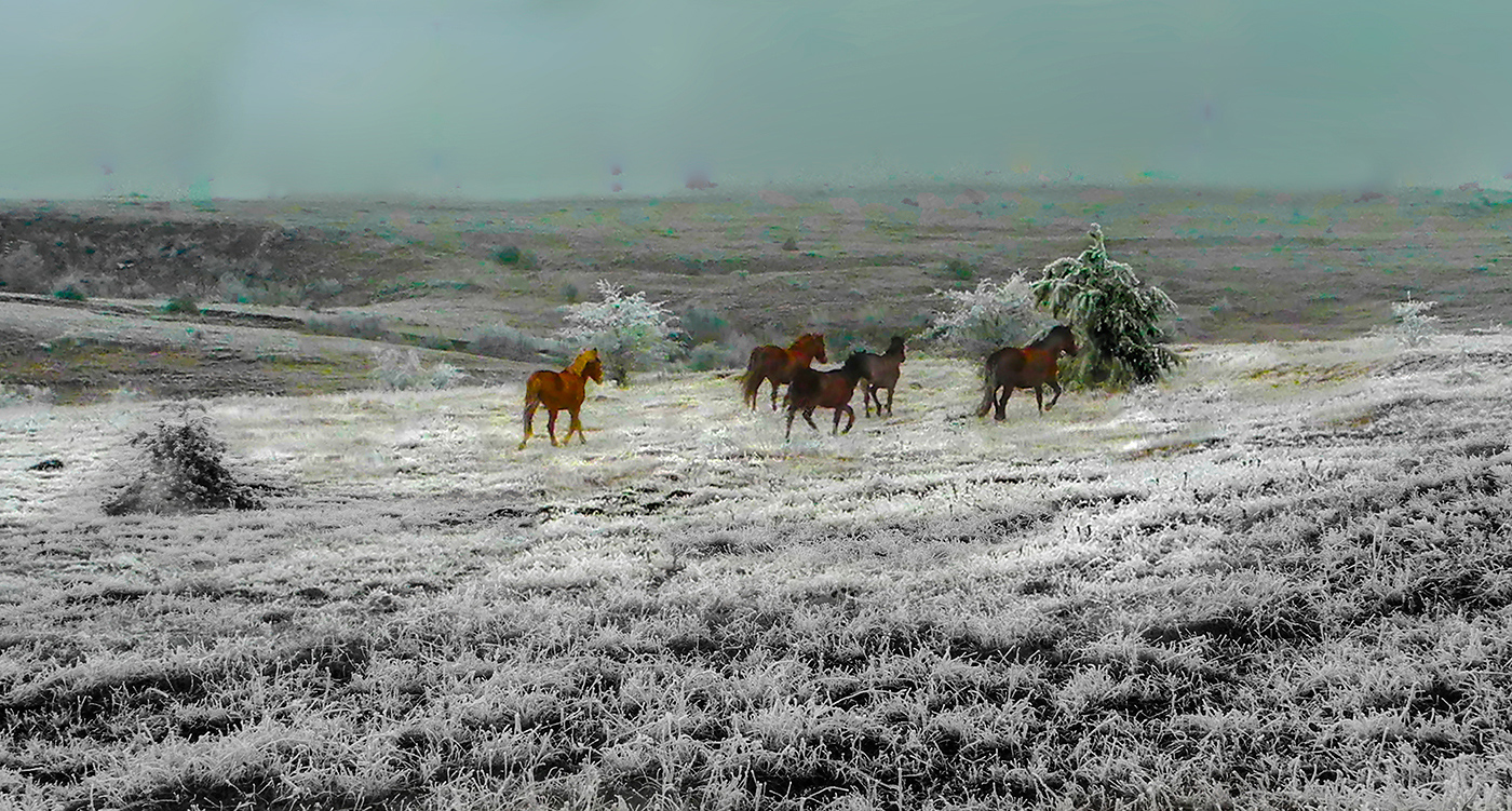 Подножный корм