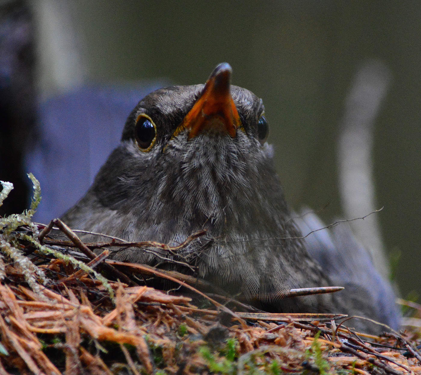 Опасный период.