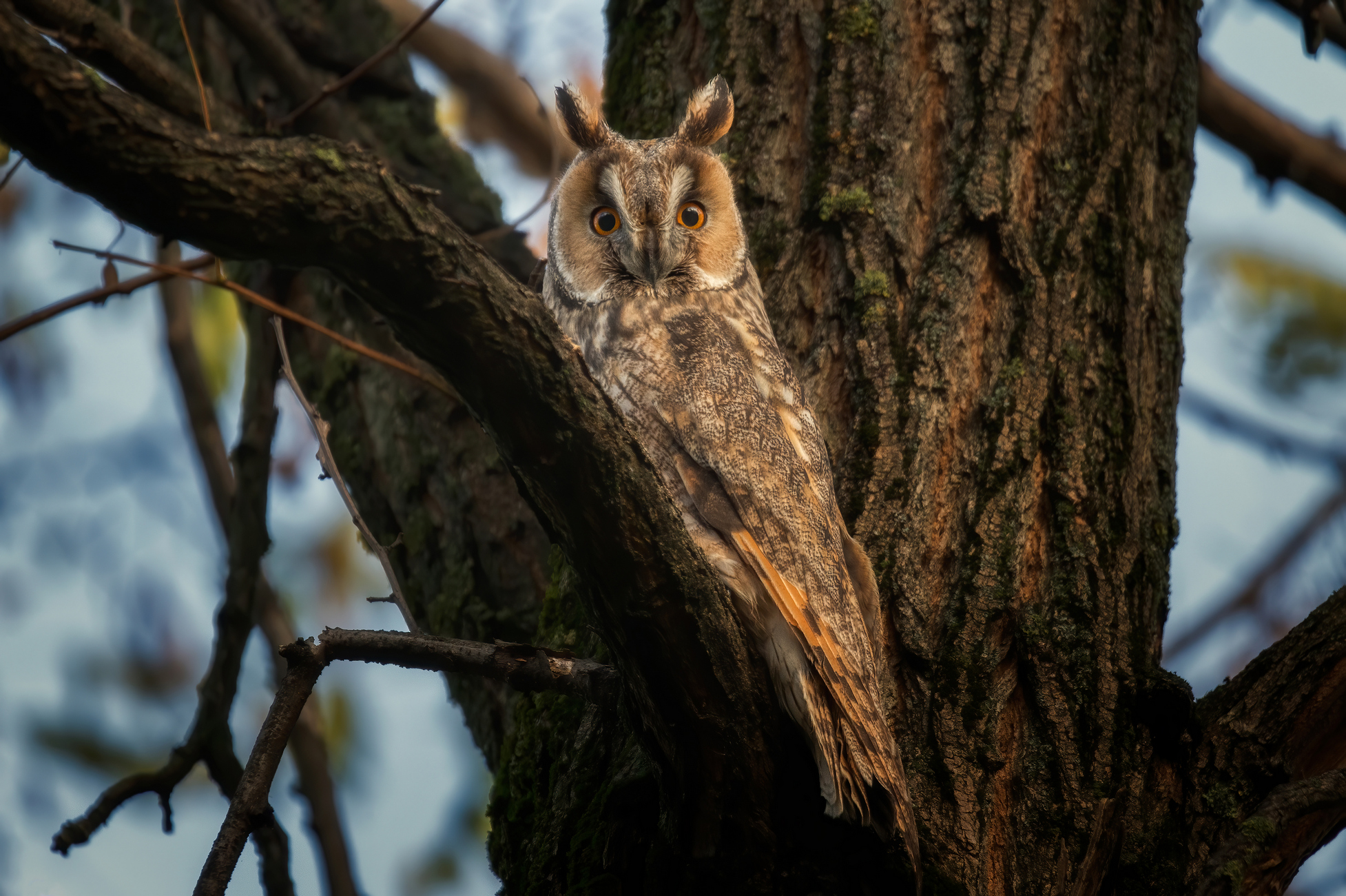 Создание лесное