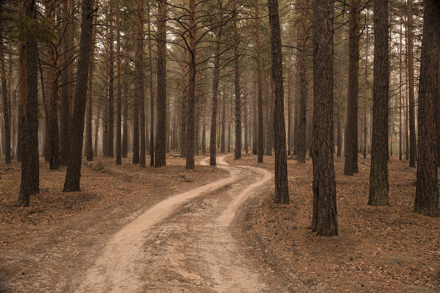 В осеннем лесу