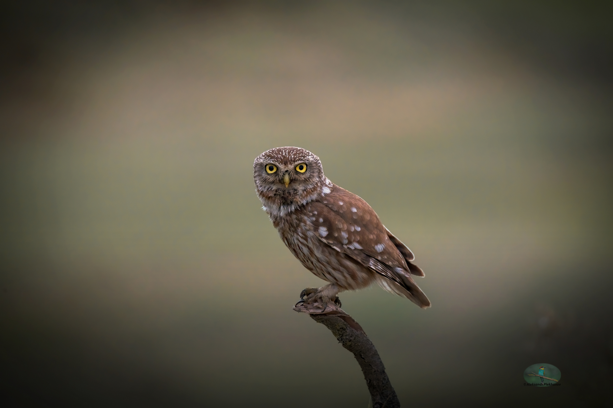 Вечерняя сказка