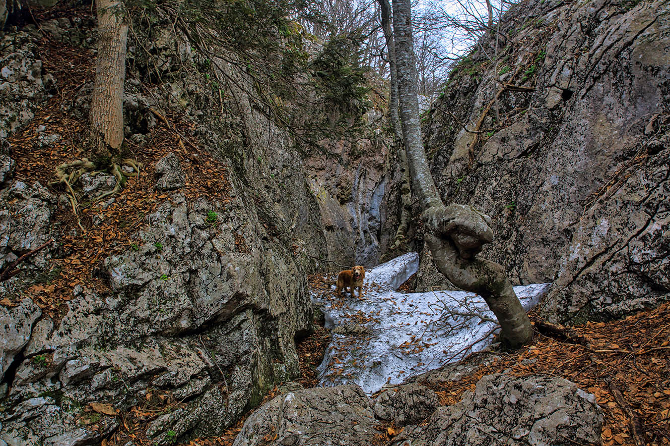 В Тиссовом ущелье