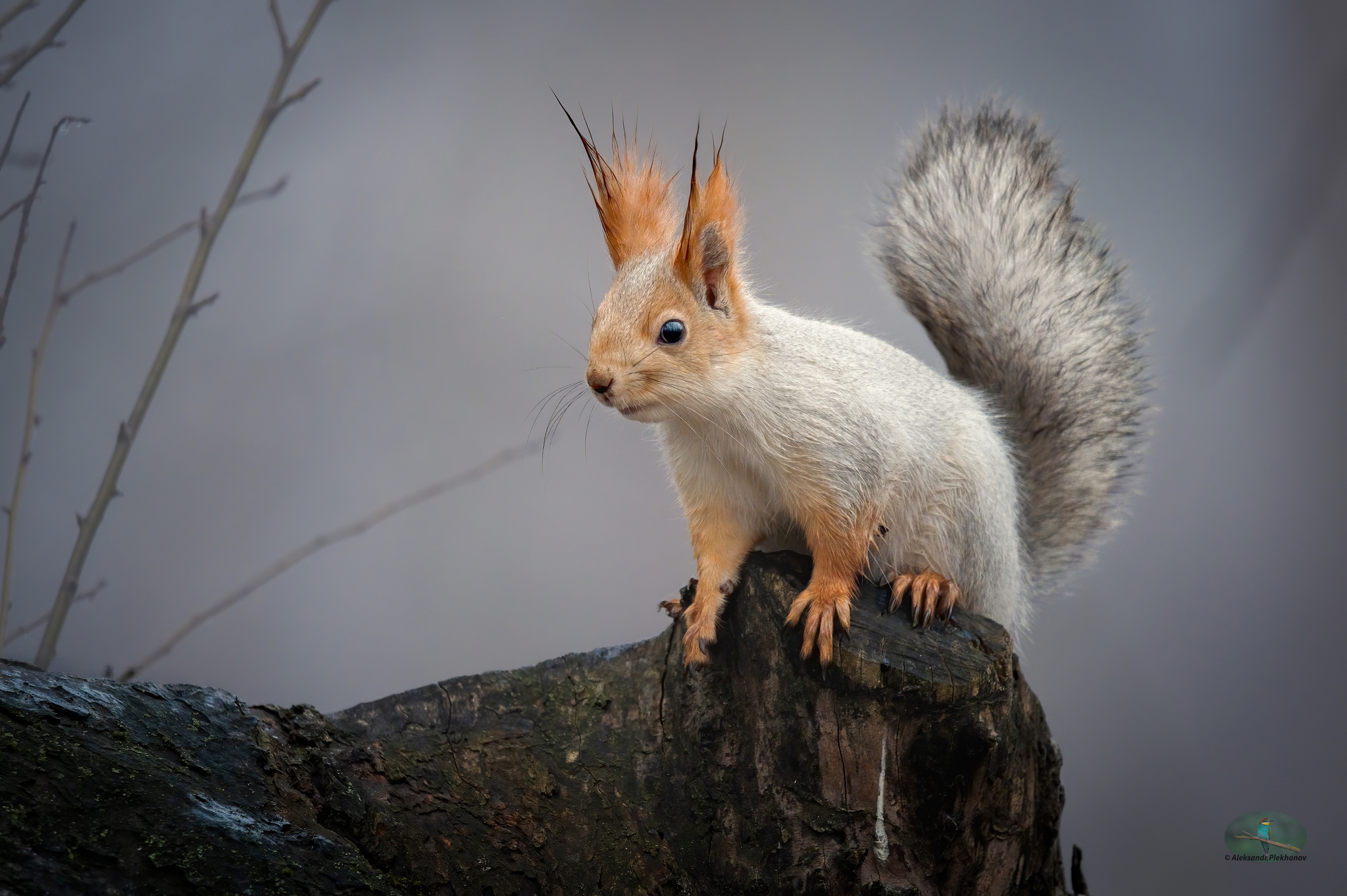 Усы , лапы и хвост