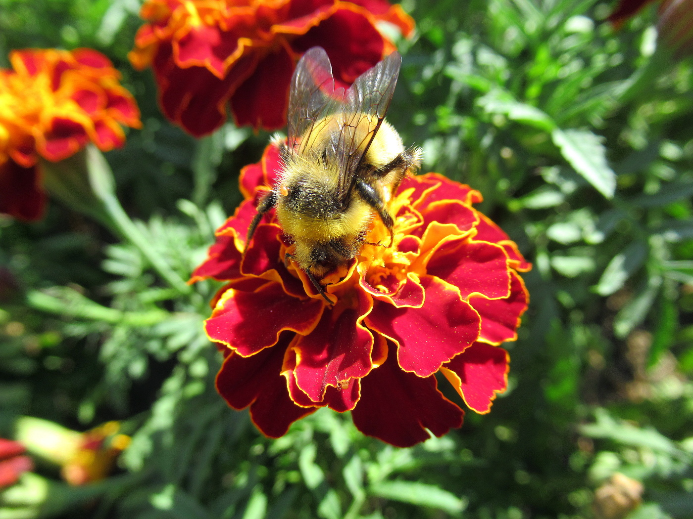 Шмелик увлёкся!