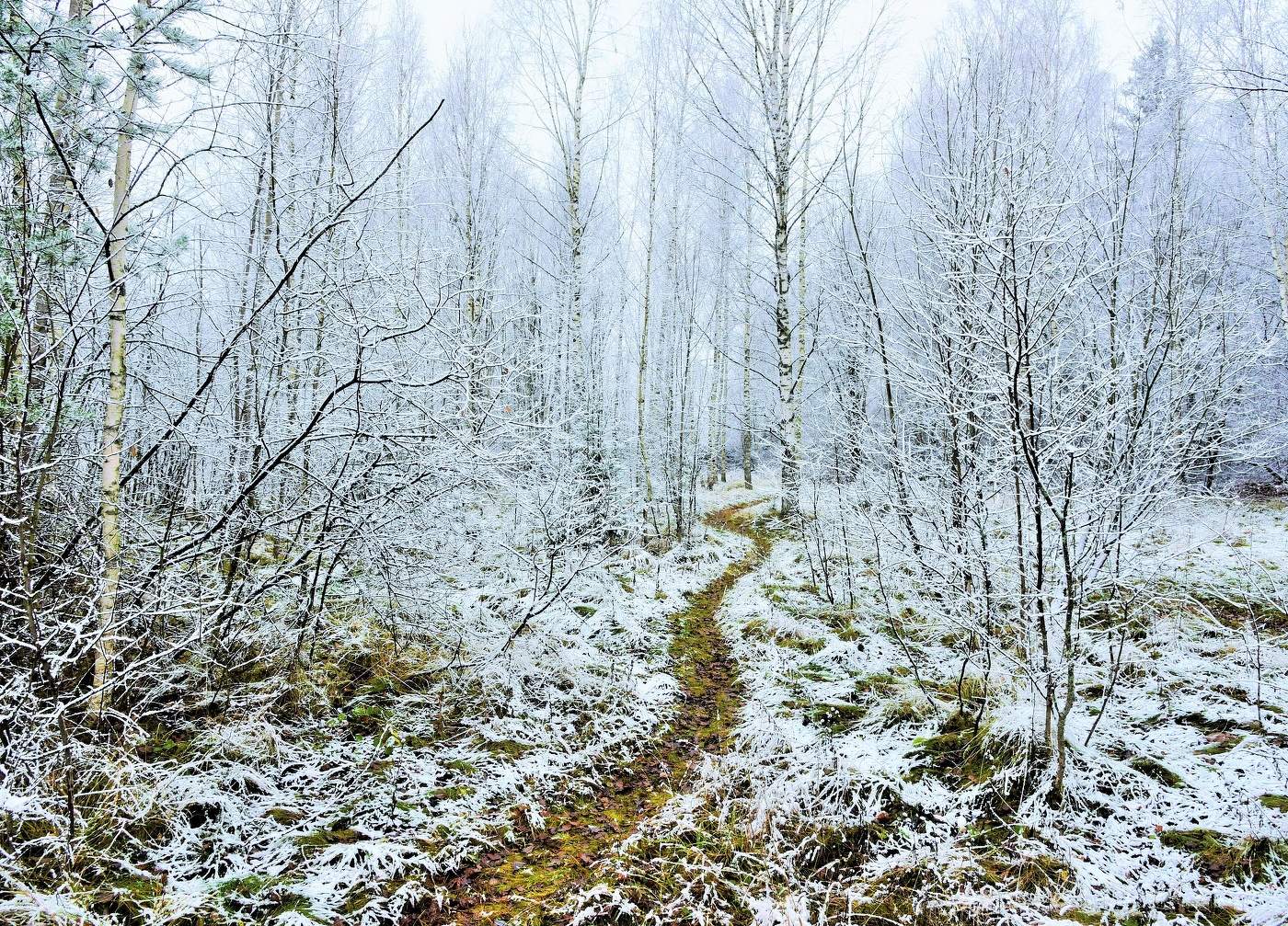 "Шуршит тропинка плюшевая ..."