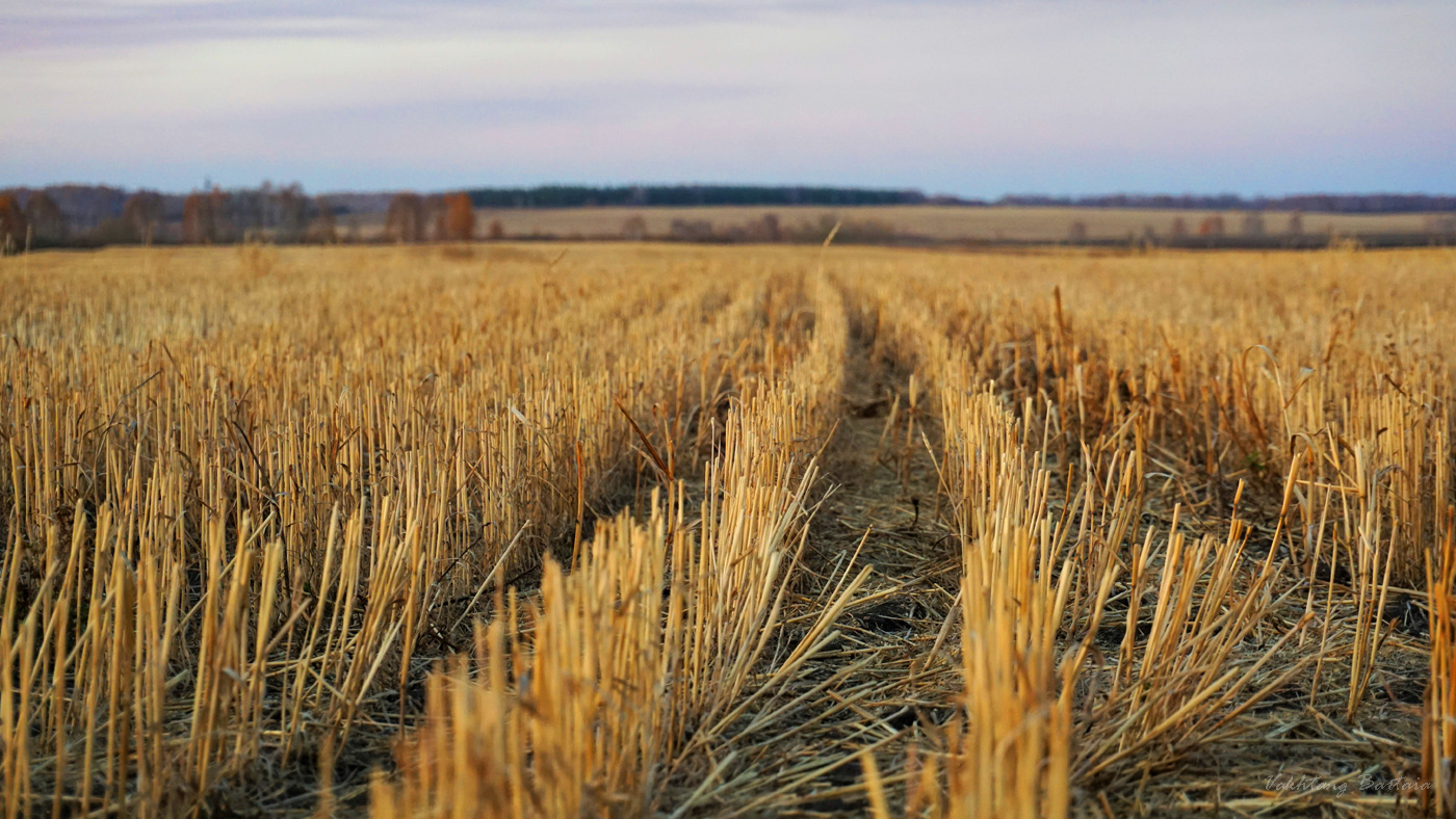 Осеннее поле