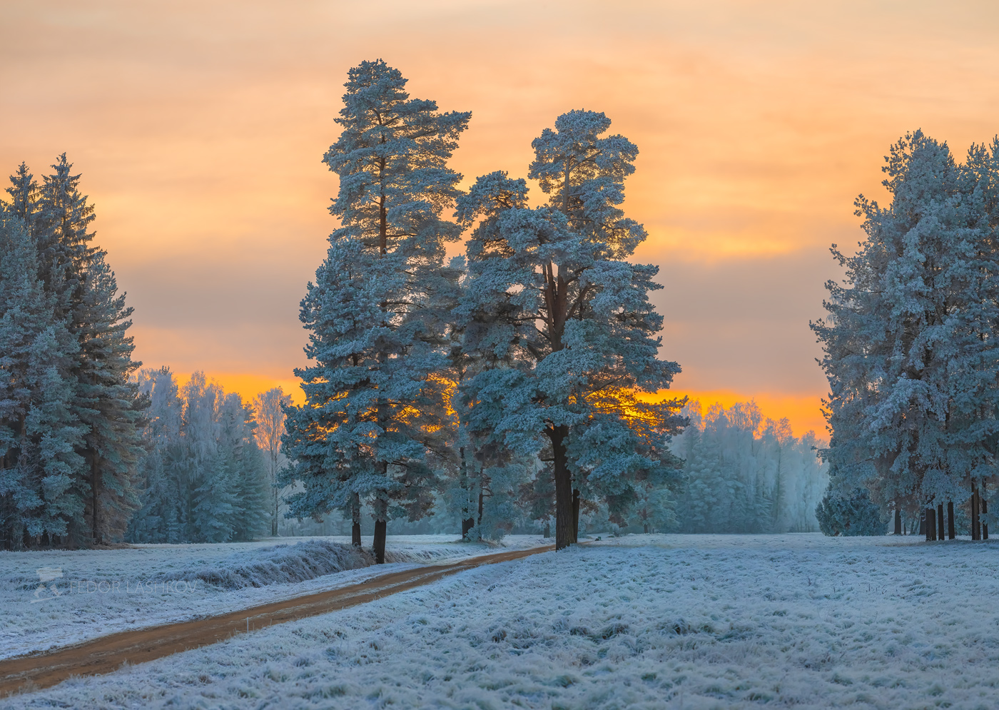 Сосны в парке Павловск