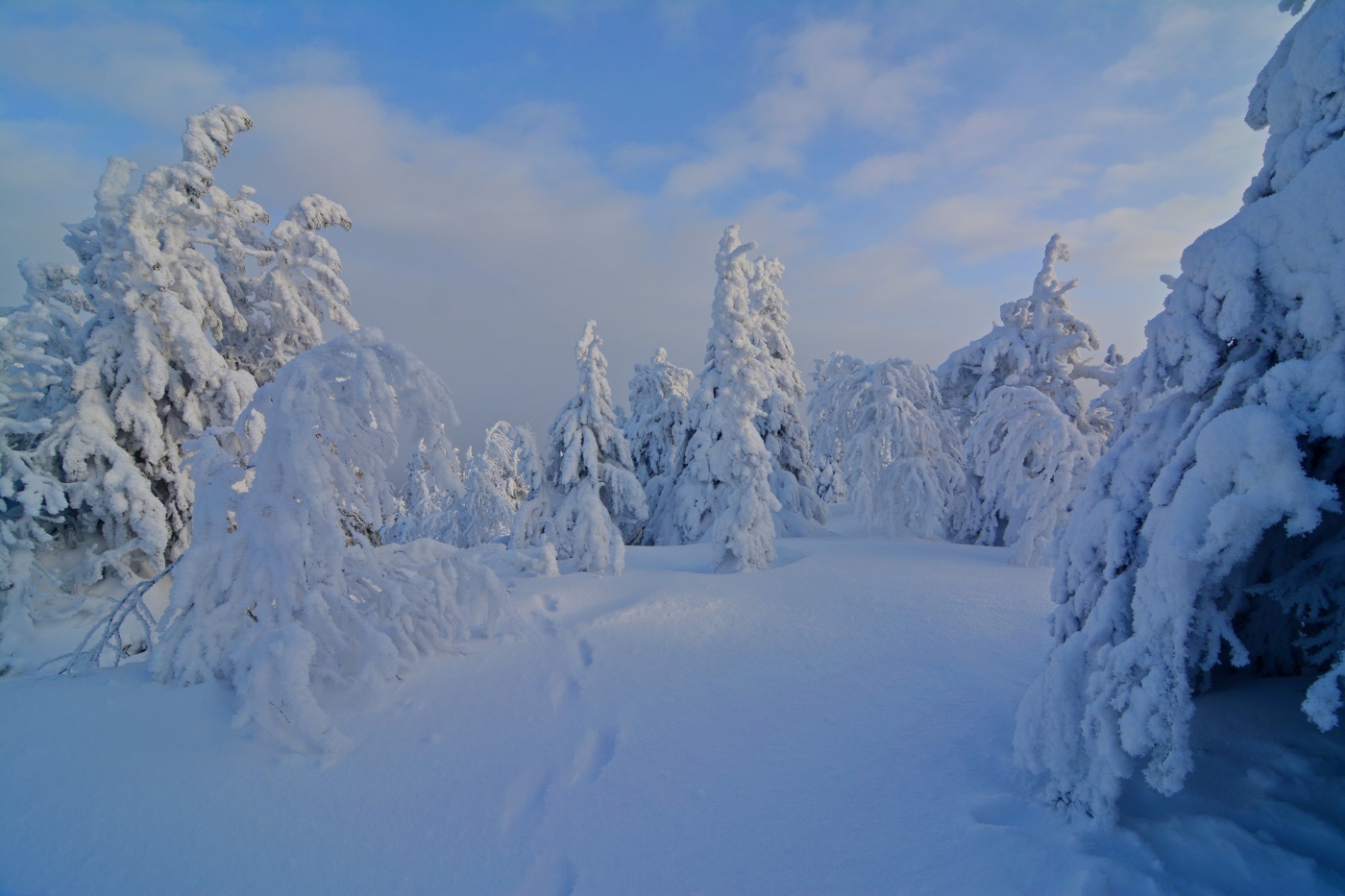 В зимнем лесу.
